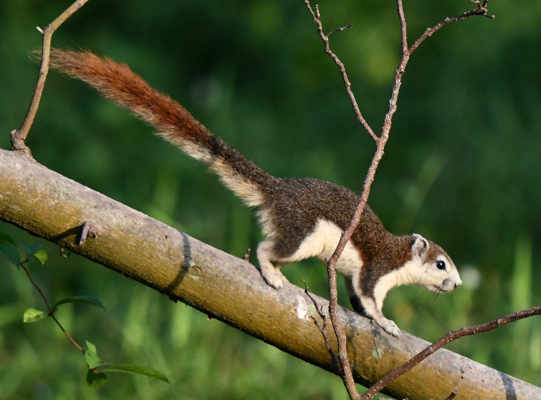Callosciurus finlaysonii